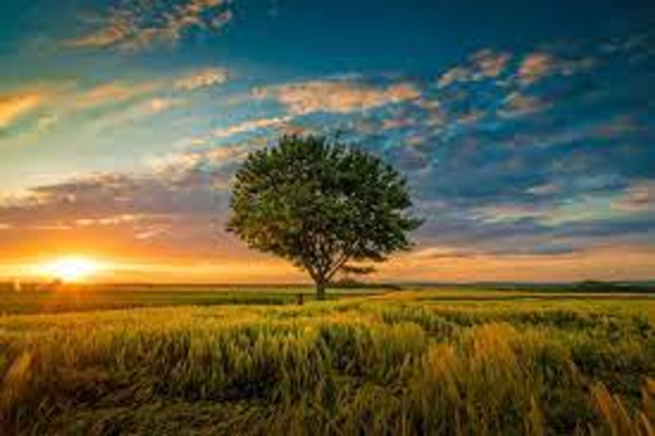 Last Tree-1