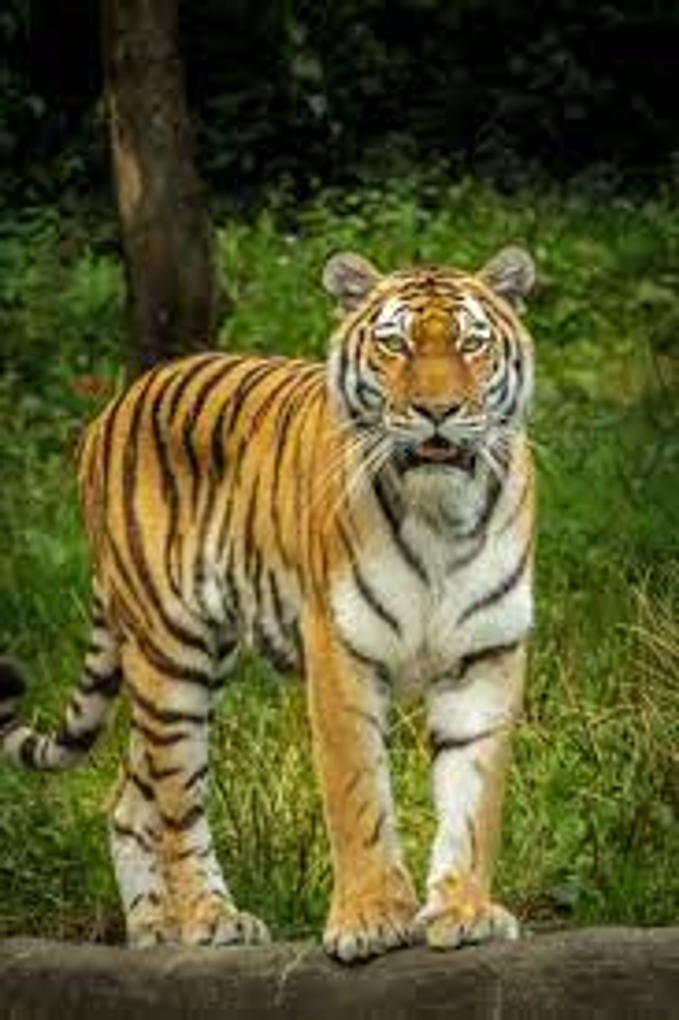 wild life photography-1