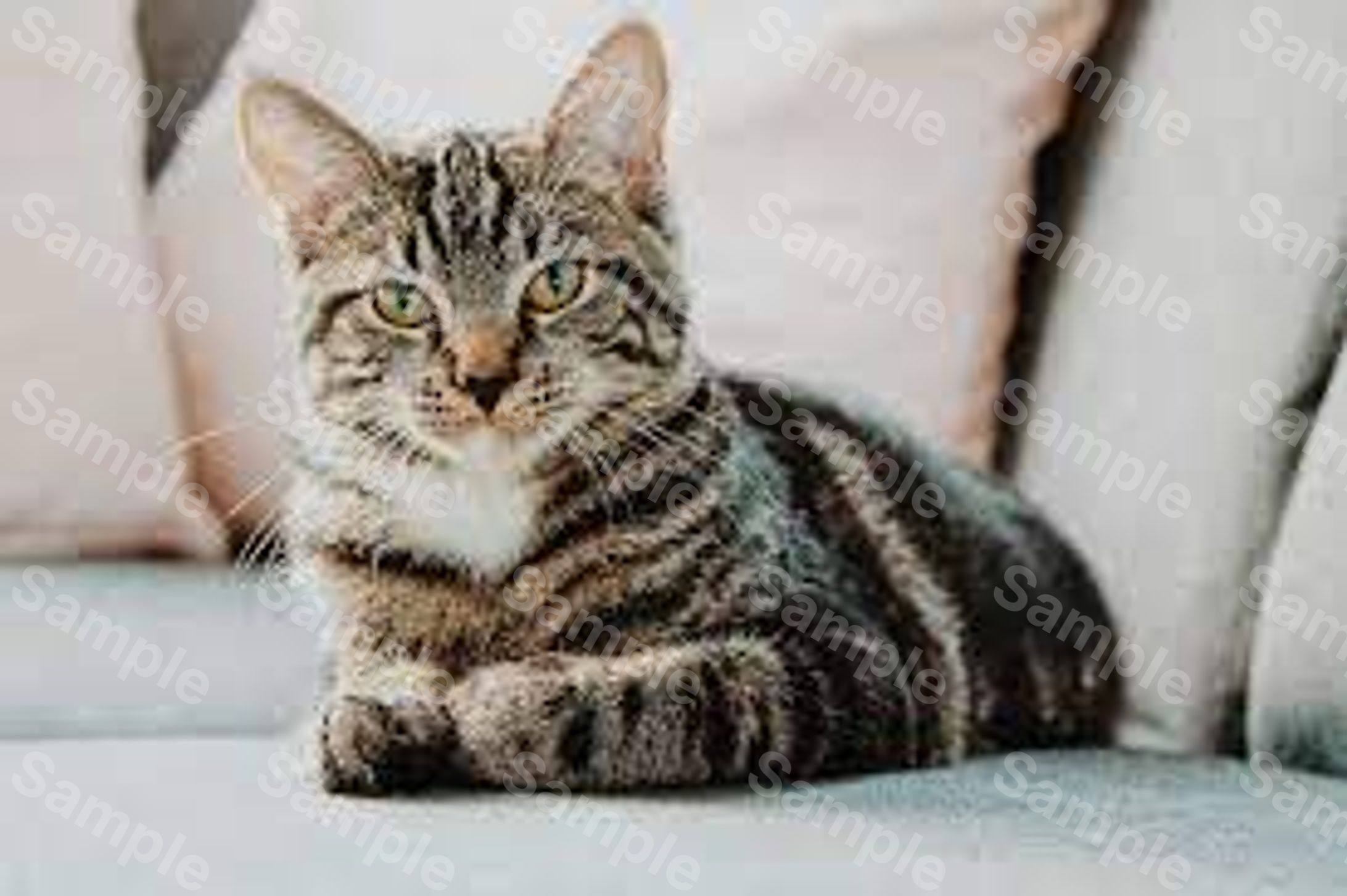 Cat-1