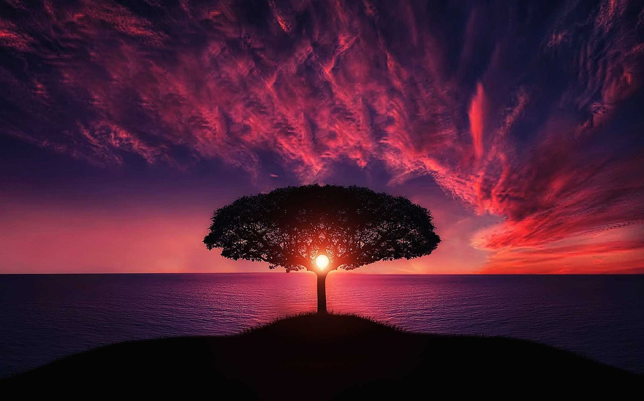 tree 736885 1280-1