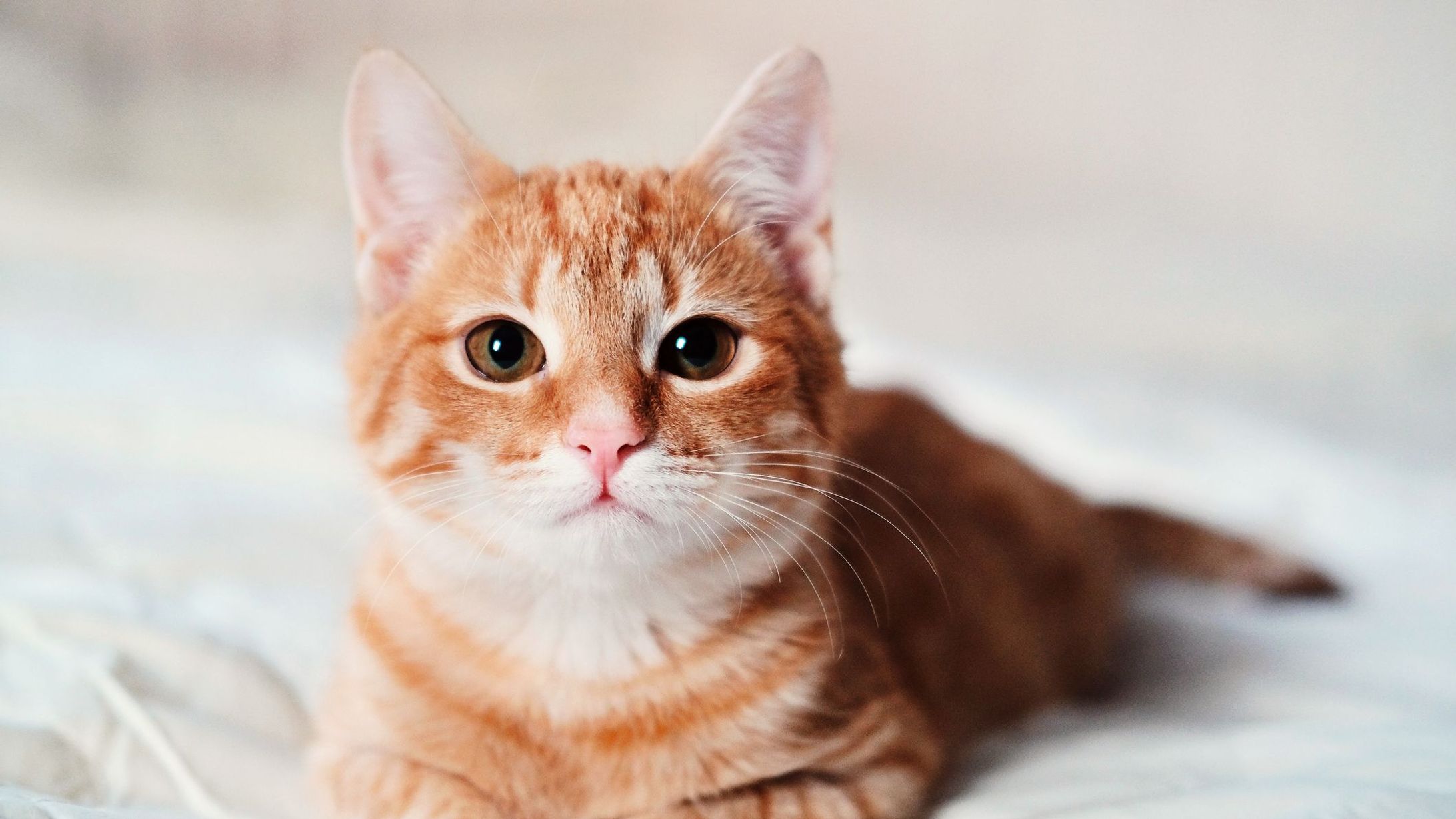 cat-1